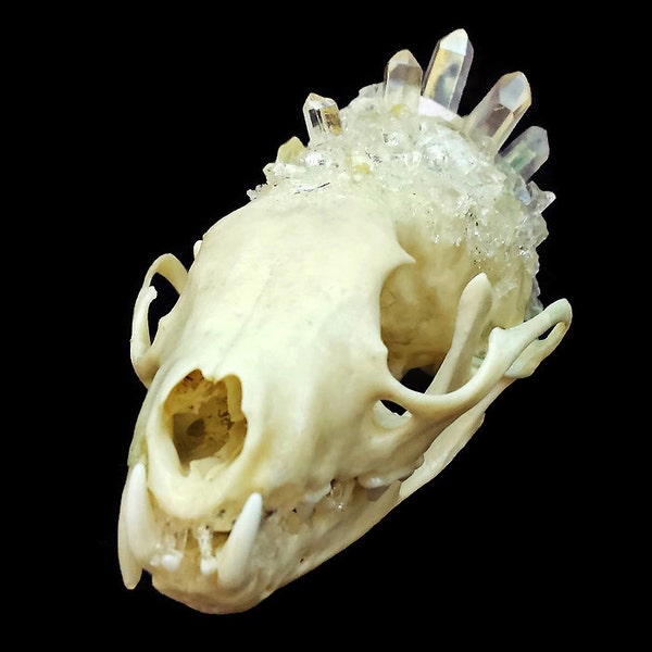 Pine Marten Skull - Animal Skull - Taxidermy - Real Animal Skull - Animal Bones - Oddities - Animal Skull Decor - Crystallized Skull