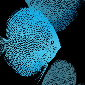 Discus Fish Poster, Wall Art, Art print, Digital Download.