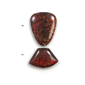AMMOLITE Gemstone Cabochon : Natural Fossilized Shell Bi-Color Ammolite Uneven Shape Cabochon 14*20mm -  24*19mm 1pc