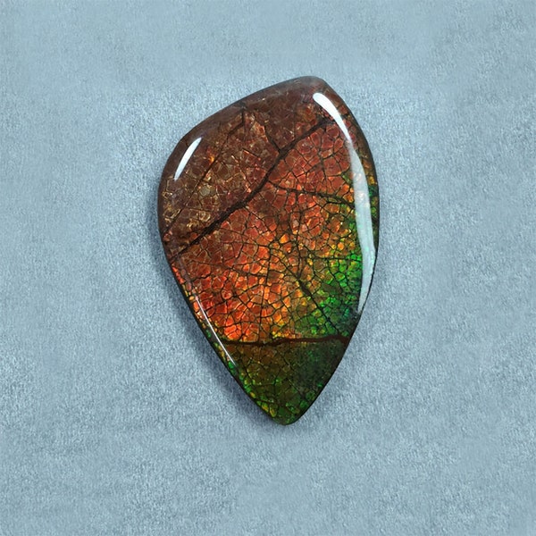 AMMOLITE Gemstone Cabochon : 89.70cts Natural Fossilized Shell Bi-Color Ammolite Uneven Shape 54*35mm (With Video)