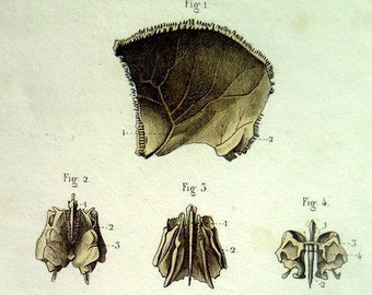 1852 Antique anatomy print, cranial section engraving , vintage science osteology color lithograph,skeleton head bones skull illustration.