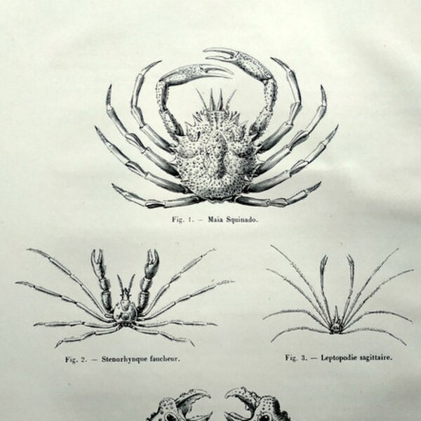 1860 GRAVURE de différents types de crabes imprimé crustacé original, épineux crabe araignée vintage marine animal marin, Parthenope horrida.