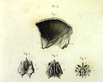 Antique print of Anatomy 1846 , cranial section engraving , vintage science osteology,skeleton head bones skull illustration.