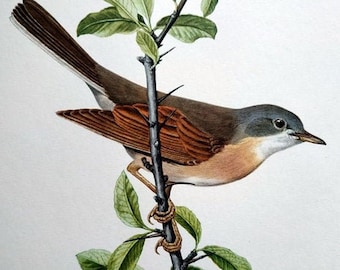 Vintage bird PRINT, original common whitethroat chromolithography, 1955  antique european birds, ornithology zoology color engraving plate.