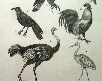 Thatcher cock crows at dawn but hen lays egg photo 541