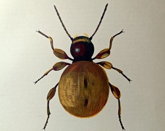 Impression de scarabée araignée dorée, LITHOGRAPHIE COULEUR INSECTE originale de 1864, gravure de coléoptères entomologiques, plaque ancienne de zoologie vintage.