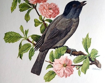 Tirage BIRD vintage antique, lithographie couleur antique à capuchon noir eurasien de 1955, plaque de gravure vintage européenne, WAL DECOR.