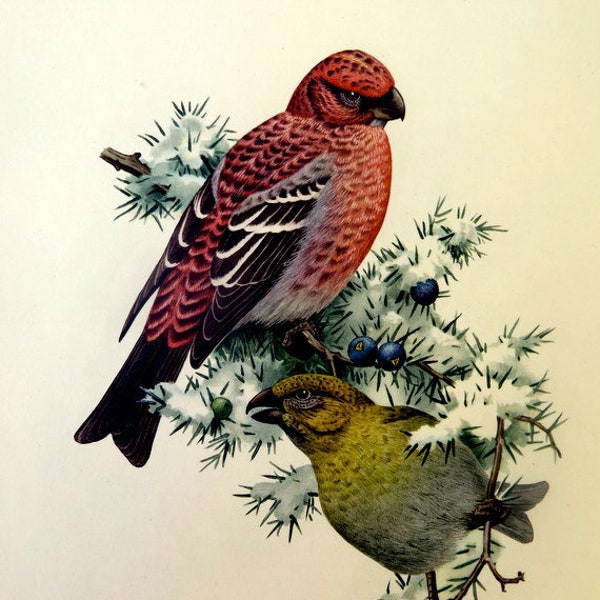 Amazing antique pine grosbeak bird chromolithography, 1955 original  bird print, vintage color  lithograph, european bird print plate.