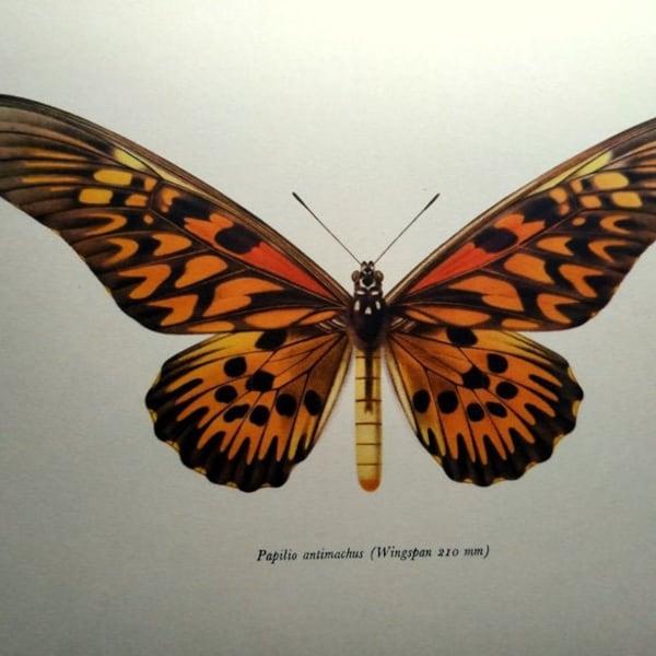 1963  Gorgeous vintage orange BUTTERFLY print, African giant swallowtail color lithograph,  butterflies insects engraving, fauna plate