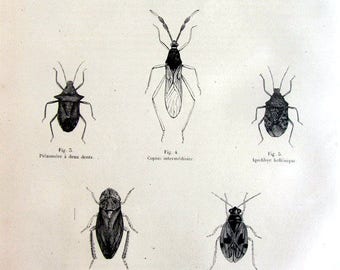 Wunderschöne Vintage Bugs Gravur, antike original 1860 Hemiptera Französisch Druck, Bug Platte Illustration, Kakerlake Insekten Entomologie