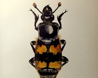 Impression de coléoptères funéraires de 1864, ancienne gravure originale d'INSECTE, impression d'insecte d'entomologie de coléoptères sexton, illustration de plaque ancienne de zoologie vintage.