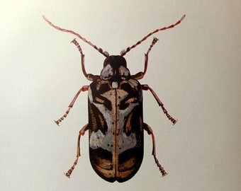 Impression de scarabée, LITHOGRAPHIE COULEUR INSECTE originale de 1864, impression d'entomologie Hedobia Imperialis, ancienne plaque de zoologie vintage.