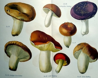 Color chromolithograph of differents species of mushrooms, 1890 Russula fungus old print engraving, mycology botanical decoration plants