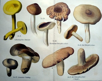 Colorful chromolithograph Tricholoma mushrooms, 1890 fungus old print engraving, mycology botanical decoration plants