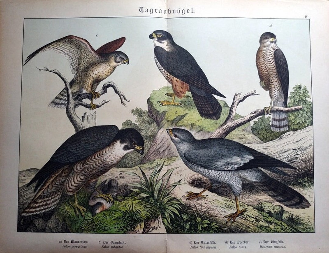 Falcon Colored Falcon Bird The Colors