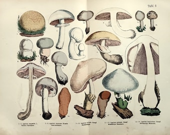 Color chromolithograph of differents kinds of mushrooms, 1885 Agaricus fungus old print engraving, mycology botanical decoration plants