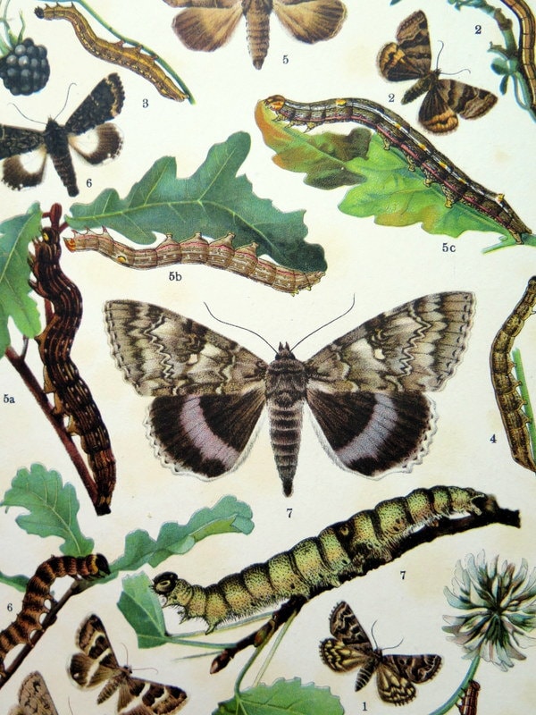1907 Rare Antique MOTH Print INSECT Decorative Lithograph - Etsy
