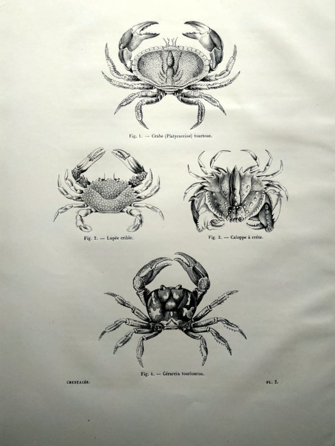 1860 Antique Crabs ENGRAVING, Original Crustacean Print, Edible Crab