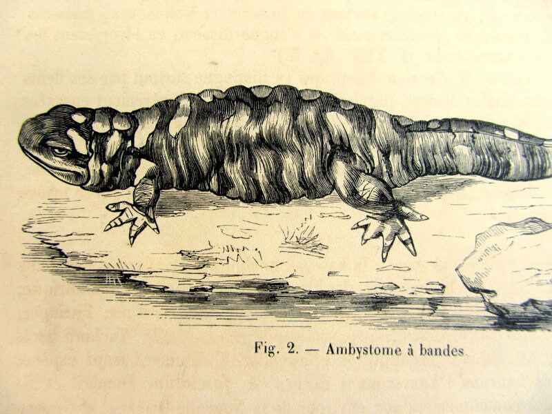 Antique Amphibian Print, 1860 VINTAGE Original Salamander Newt ...