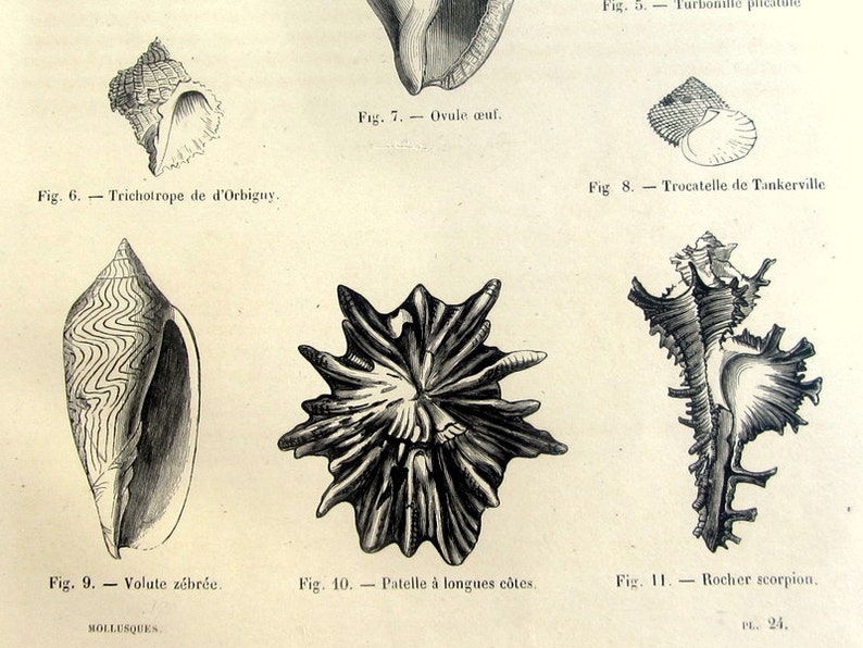 1860 Antique Sea Shells Engraving, Old Amazing Original Mollucs Print