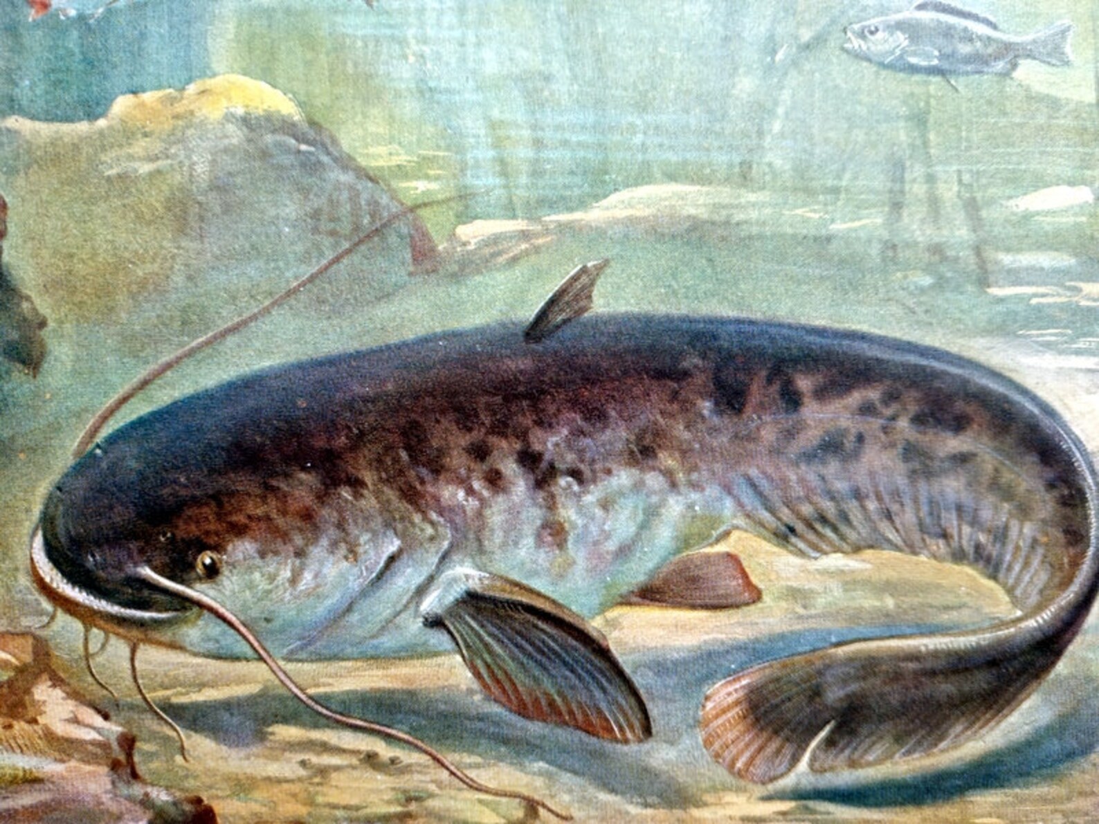 Antique Wels Catfish Color Print Original FISH Engraving Etsy Ireland
