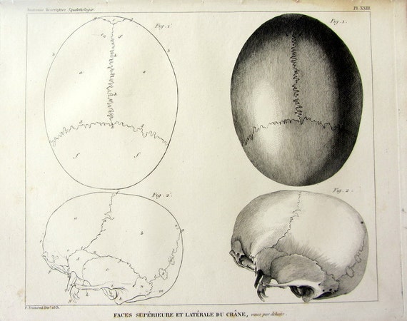 Anatomy Plate Antique Inside Of Skull Engraving 11 Cut Half Etsy