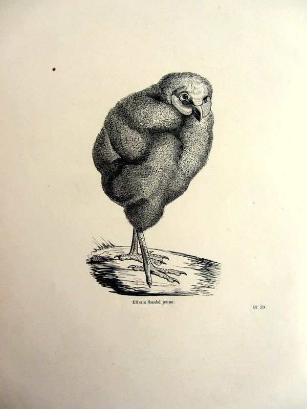 1860 Rare antique young barn owl bird engraving, original vintage barn owl print, nocturnal bird of 