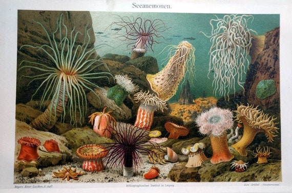 1896 Antique Sea Anemones Color Engraving Original Polyps - Etsy 1896 Antique Sea Anemones Color Engraving Original Polyps - Etsy