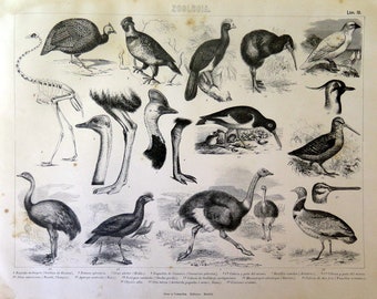 Ancient prints of birds, 1880 vintage art print ornithology, ostrich, kiwi, Eurasian woodcock, cassowary, feathers antique illustration.