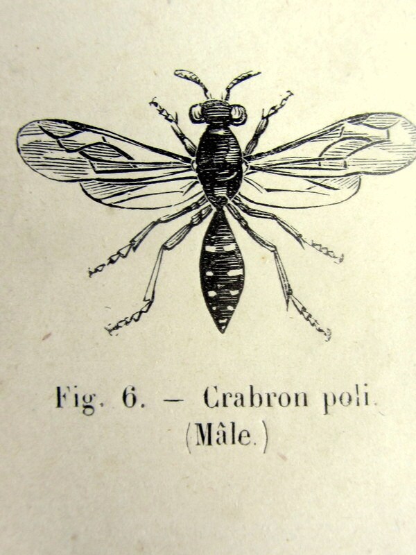 Antique Wasps Engraving, Original 1860 Hymenoptera French Print, Insect Plate Illustration