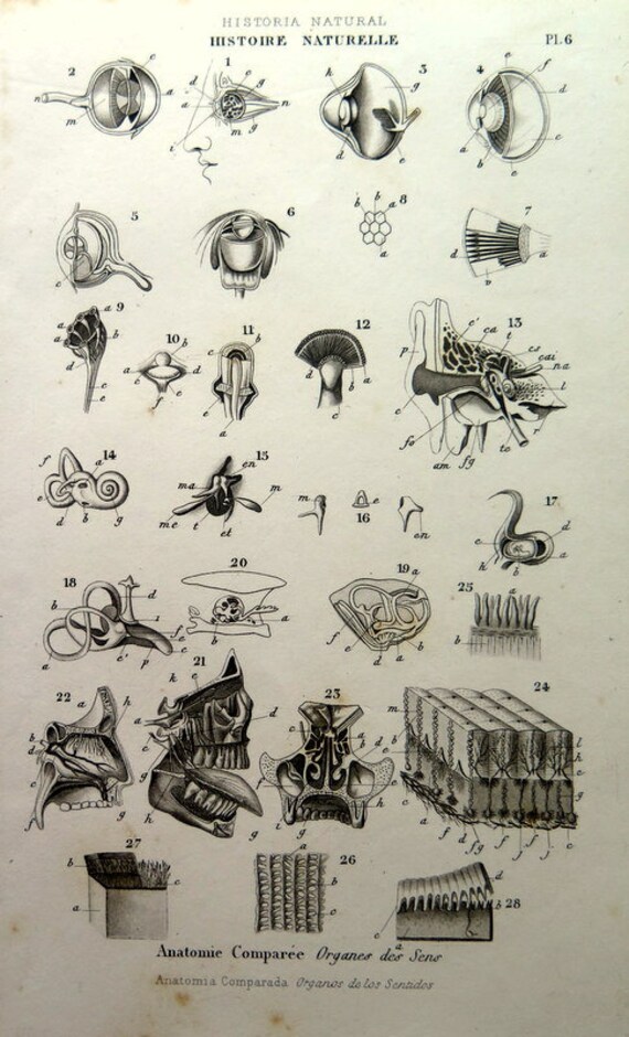 1852 raro órgano original antiguo de los sentidos animal - Etsy México 1852 raro órgano original antiguo de los sentidos animal - Etsy México