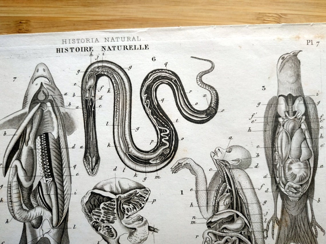 1852 Rare Antique Original Dissection Animal, Animals Zoology Print