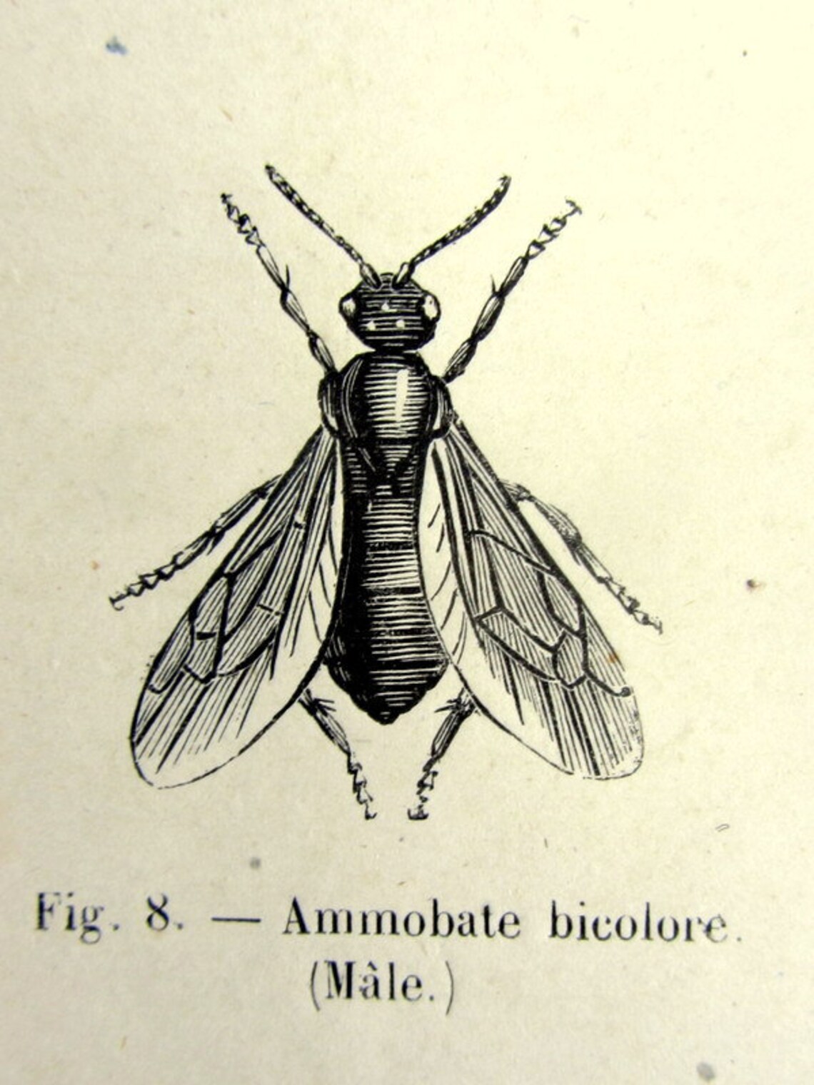 Antique Wasps Engraving, Original 1860 Hymenoptera French Print, Insect