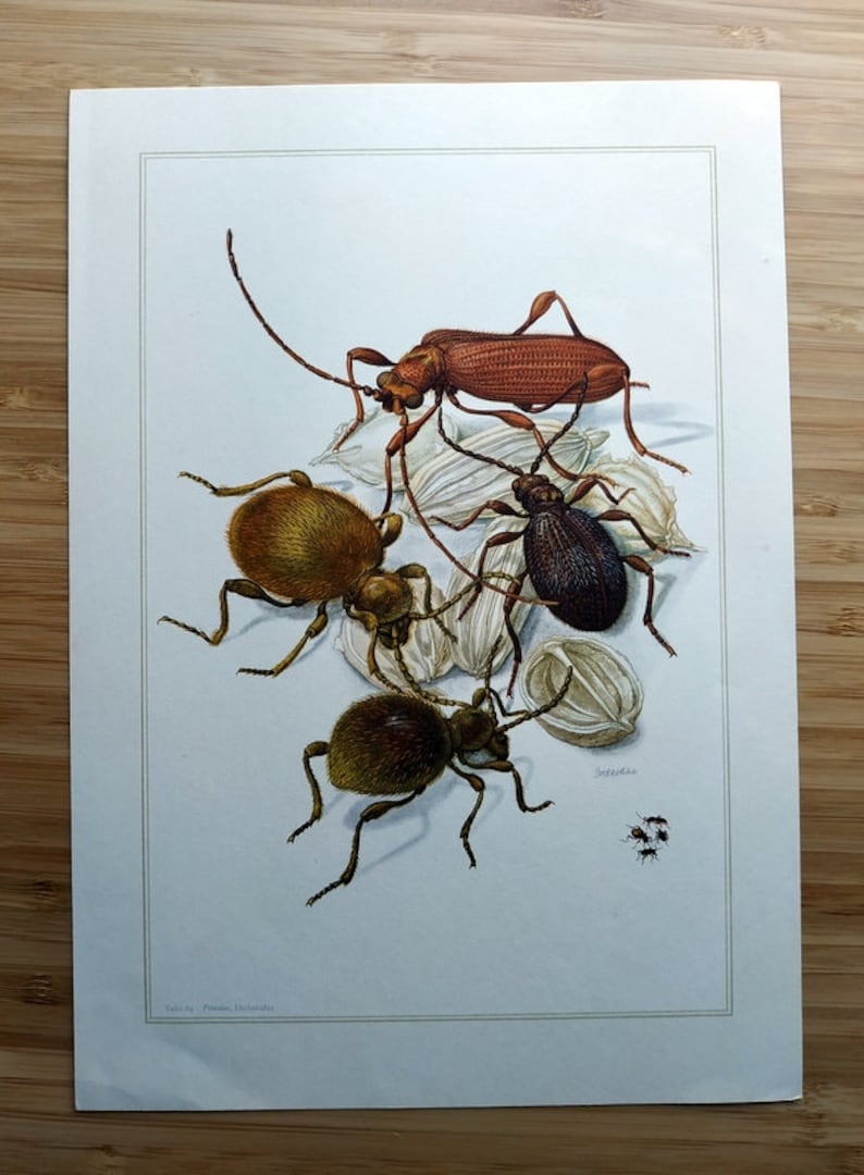 Antique INSECT Engraving , 1967 Original Spider Beetles Insect Print ...