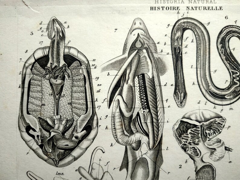 1852 Rare Antique Original Dissection Animal, Animals Zoology Print