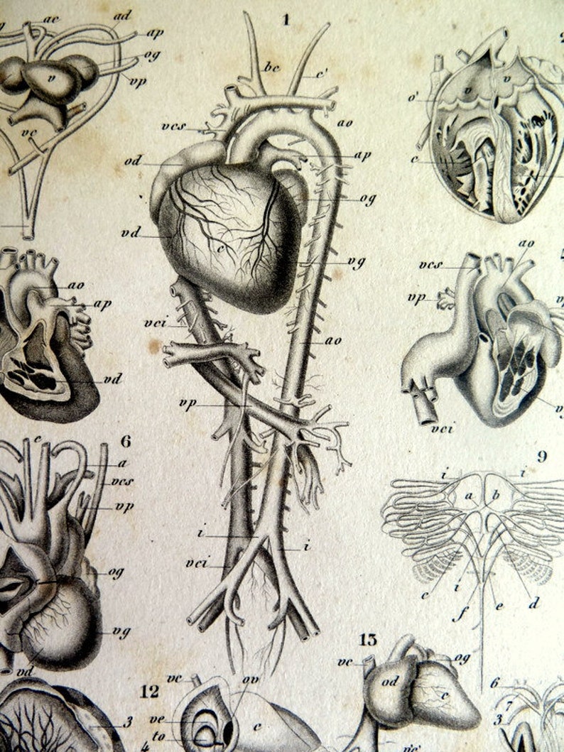Dissection Animal Animals Zoology CIRCULATORY SYSTEM Print Etsy