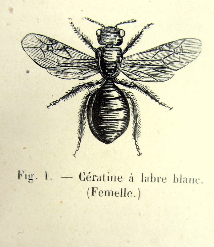 Antique Wasps Engraving, Original 1860 Hymenoptera French Print, Insect