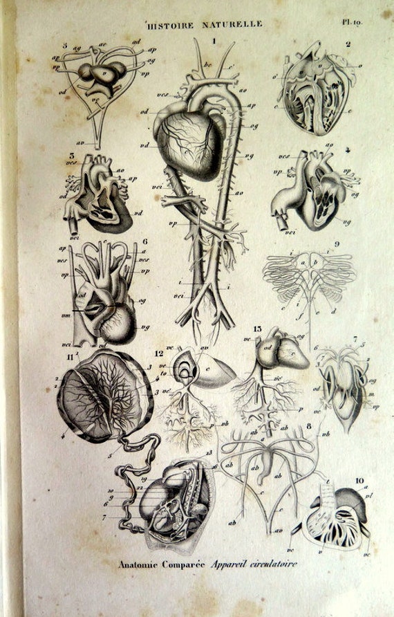 Dissection Animal Animals Zoology CIRCULATORY SYSTEM Print - Etsy Dissection Animal Animals Zoology CIRCULATORY SYSTEM Print - Etsy