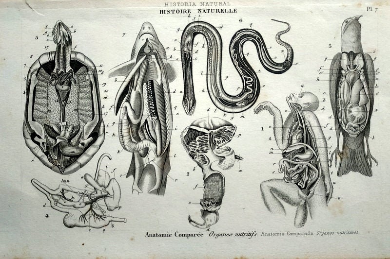 1852 Rare Antique Original Dissection Animal, Animals Zoology Print