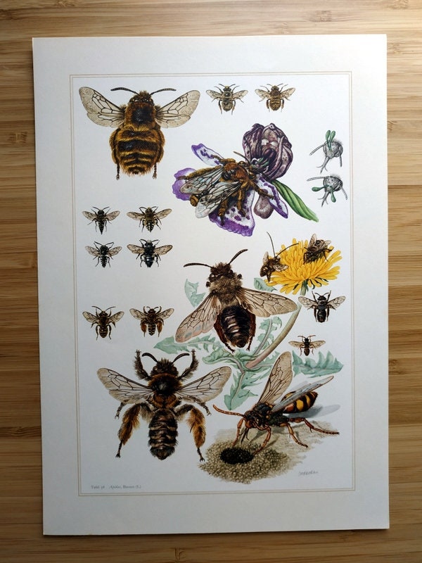 bees insects engraving wall decor insect. Curious vintage bees and wasps color print 1967 Mason bee  lithograph zoology entomology