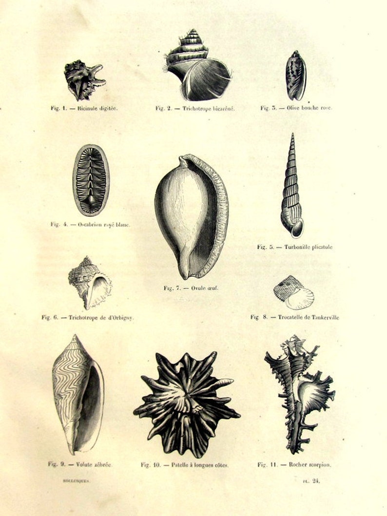 1860 Antique Sea Shells Engraving, Old Amazing Original Mollucs Print