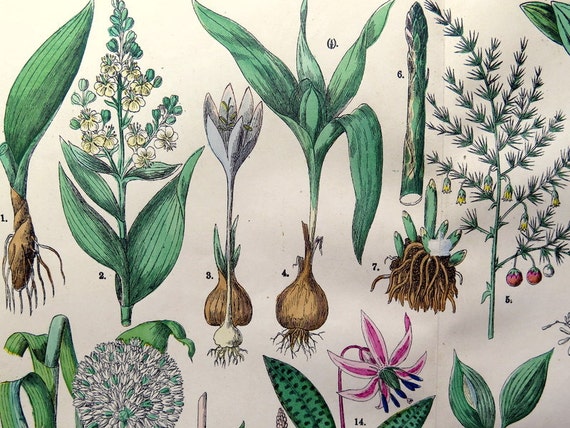 Omgeving Oost Handboek 1895 Verschillende soorten planten en bloemengravure antieke | Etsy België