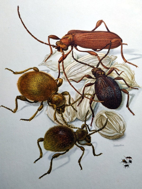 Antique INSECT Engraving , 1967 Original Spider Beetles Insect Print ...