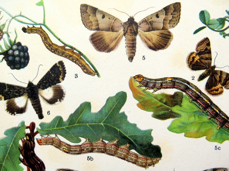 1907 Rare Antique MOTH Print INSECT Decorative Lithograph - Etsy
