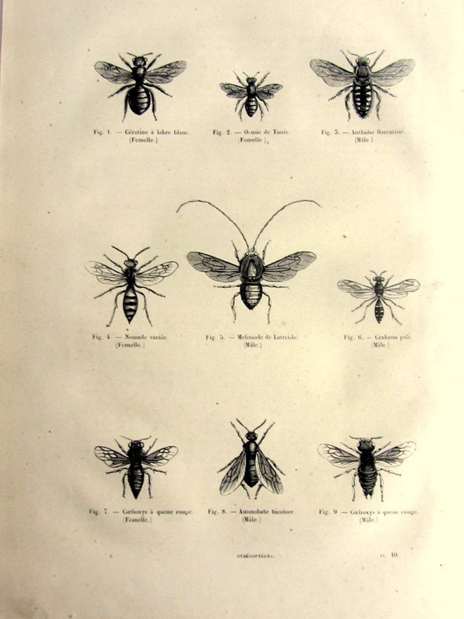 Antique Wasps Engraving, Original 1860 Hymenoptera French Print, Insect