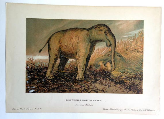 1900 Antique Amazing Deinotherium Color Lithograph Original 