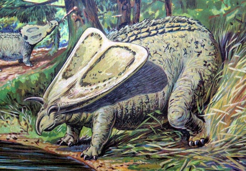 torosaurus fossil