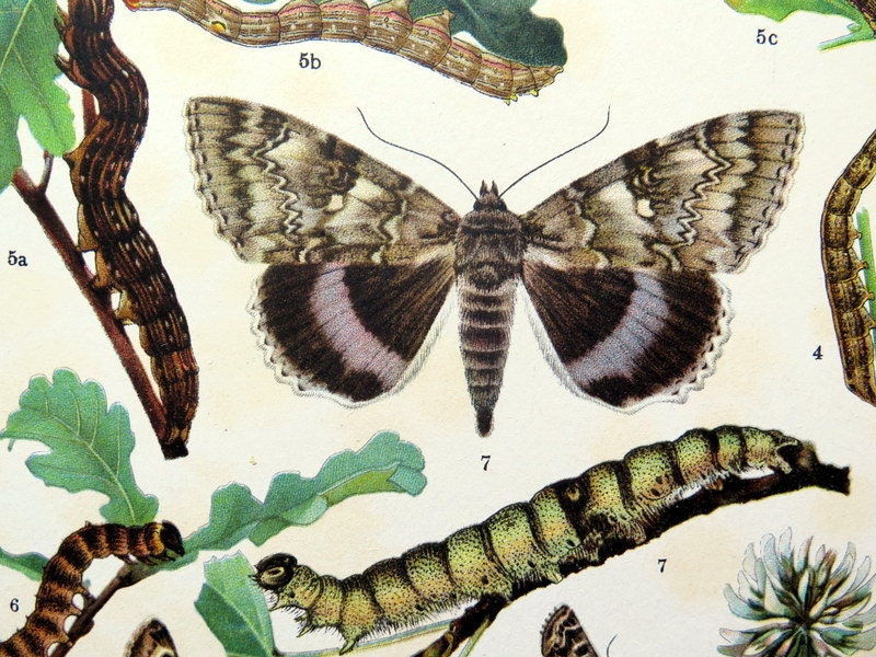 1907 Rare Antique MOTH Print INSECT Decorative Lithograph - Etsy