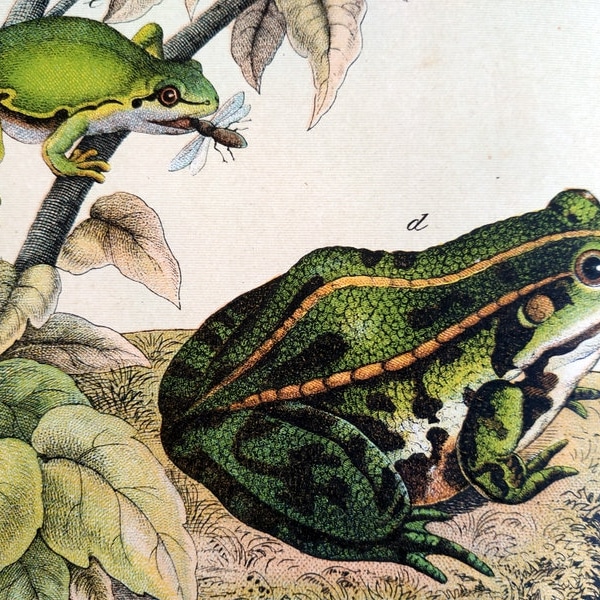 Large antique FROGS print. Amphibian  color print,  Toads lithograph, natural history  engraving  zoology, Chromolithograph Fauna 33 x 43 cm