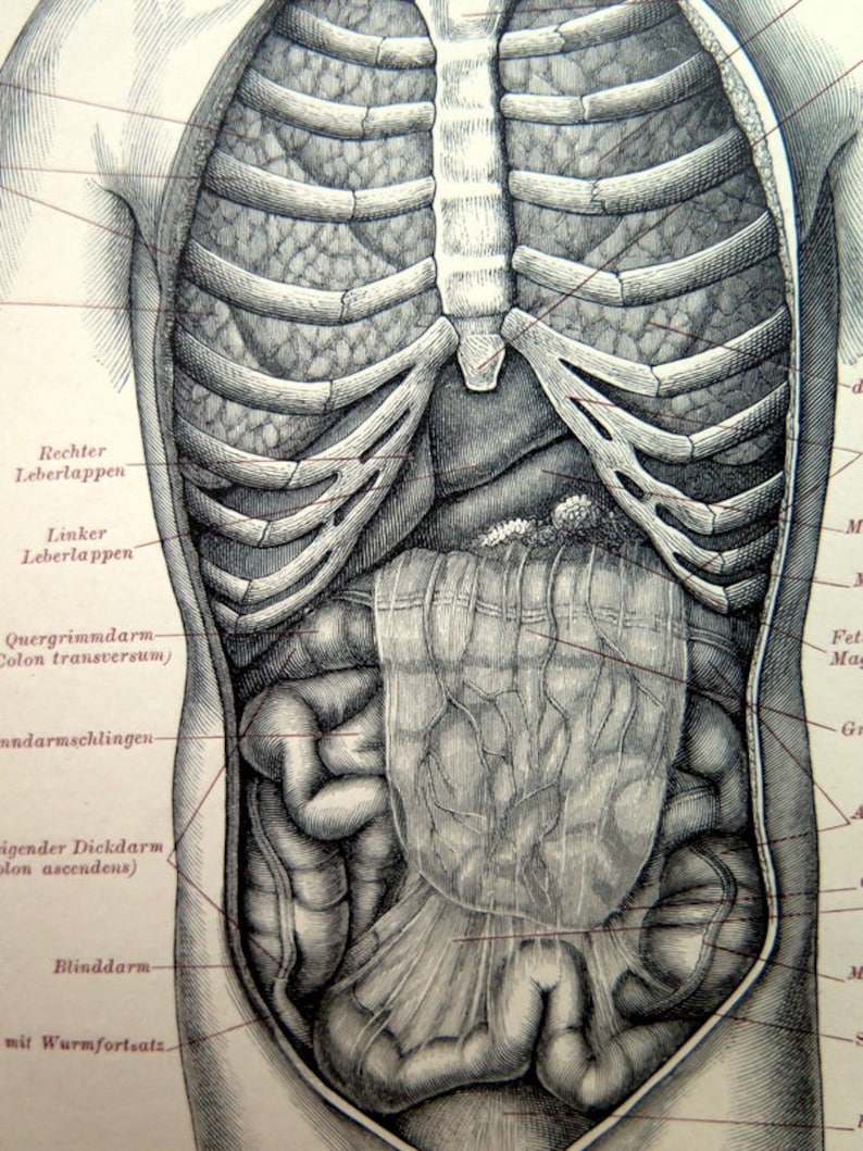 Organen Links In De Buik